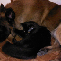 Photo #242282 de Félice