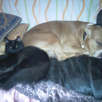 Photo #242284 de Félice