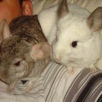 Photo #242285 de Leiko