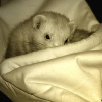 Photo #242346 de Draco