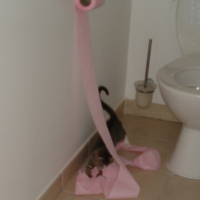Photo #242348 de Figaro