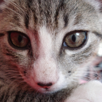 Photo #242349 de Figaro