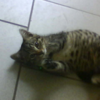 Photo #242360 de Diego
