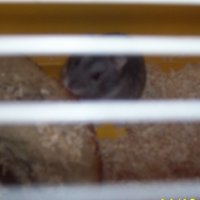 Photo #242371 de Mosquito