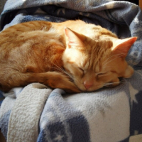 Photo #242385 de Oliver