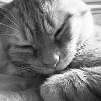 Photo #242388 de Oliver