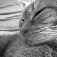 Photo #242389 de Oliver