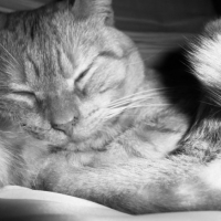 Photo #242390 de Oliver