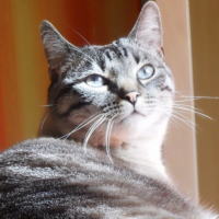 Photo #242393 de Snoupy