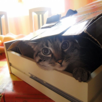 Photo #242394 de Snoupy