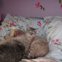 Photo #242418 de Flocon