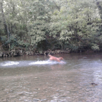 Photo #242456 de Che