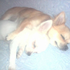 mes puces