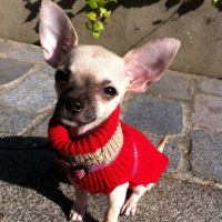 Photo #242465 de Fox