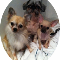 Photo #242466 de Fox
