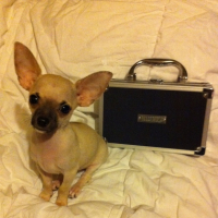 Photo #242467 de Fox