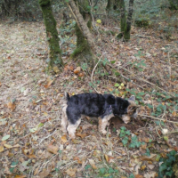 Hum, ça sent bon là , quel animal est donc passé avant moi ?