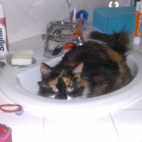 Photo #242520 de Caline
