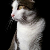 Photo #242521 de Enzo