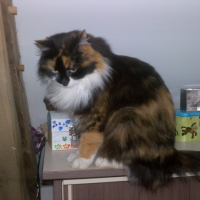 Photo #242522 de Caline