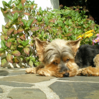 Bain de soleil sur la terrasse,hum,c'est bon !!!!!