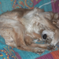 Photo #242557 de Willo