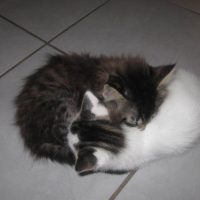Photo #242601 de Harley