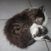 Photo #242602 de Harley