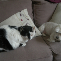 Photo #242613 de Papouille