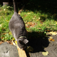 Photo #242632 de Mission