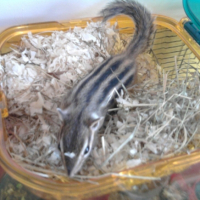 Photo #242637 de Noisette