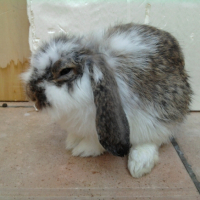 Photo #242639 de Fripon