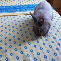 Photo #242680 de Tooby