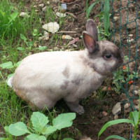 Photo #242681 de Tooby