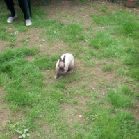 Photo #242682 de Tooby