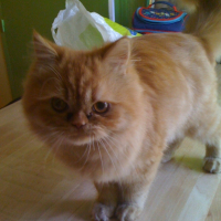 Photo #242723 de Nougat