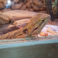 Photo #242740 de Ubus