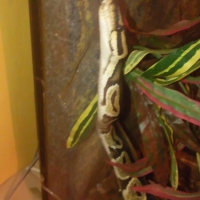 Photo #242742 de Tarzan