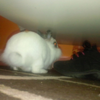 Photo #242746 de Mimi