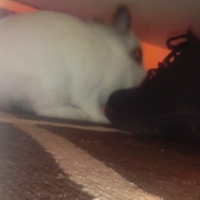 Photo #242747 de Mimi