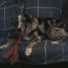 aussie sur le sofa 1
