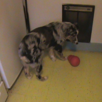 Photo #242767 de Aussie