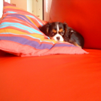 Photo #242798 de Kelly