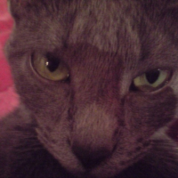 Photo #242857 de Lunette