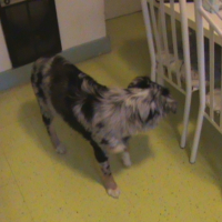 Photo #242881 de Aussie