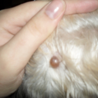 Photo #242898 de Filou