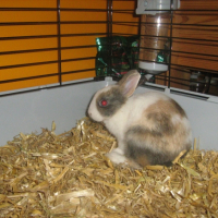 Photo #242980 de Pilou