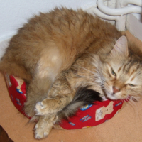 Photo #242990 de Simbad