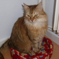 Photo #242991 de Simbad