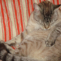 Photo #242992 de Sacha